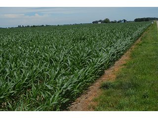 Property photo 110 - LAND AUCTION - 215+/- ACRES OFFERED IN 6 TRACTS IN VAN WERT COUNTY, OHIO